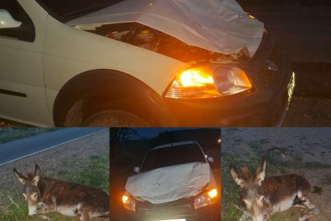 ACIDENTE EM ITIÚBA: ANIMAL SOLTO CAUSA DANOS E RISCO À FAMÍLIA